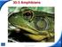 30-3 Amphibians Slide 1 of 47