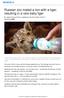 Russian zoo mated a lion with a tiger, resulting in a rare baby liger