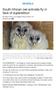 South African owl activists fly in face of superstition