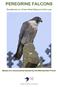 PEREGRINE FALCONS. Guidelines on Urban Nest Sites and the Law. Based on a document produced by the Metropolitan Police