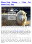 Shearing Sheep Tips for Shearing Day