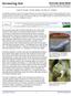 Screening Aid. Avocado Seed Moth Stenoma catenifer Walsingham LEPIDOPTERA. Hanna R. Royals 1, Todd M. Gilligan 1 and Steven C.