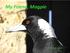My Friend, Magpie. By William Loader