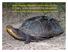Steps Towards a Blanding s Turtle Recovery Plan in Illinois: status assessment and management