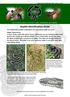 Reptile Identification Guide