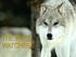 THE WOLF WATCHERS. Endangered gray wolves return to the American West
