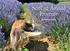 Sniffing Around Provence. by Sheron Long