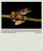 Discovery of the Golden-eyed Fringe-limbed Treefrog, Ecnomiohyla bailarina (Anura: Hylidae), in the Caribbean foothills of southeastern Costa Rica