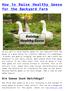 How to Raise Healthy Geese for the Backyard Farm