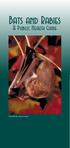 B ats and Rabies. A Public Health Guide. Eastern Red Bat (Lasiurus borealis)