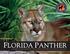 FLORIDA PANTHER A GUIDE TO RECOGNIZING THE FLORIDA PANTHER, ITS TRACKS AND SIGN