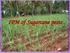 IPM of Sugarcane pests