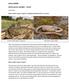 Slow worm Anguis fragilis & common lizard Zootoca vivipara