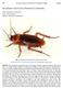 Periplaneta americana (American Cockroach)