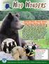 Brown Bears, Black Bears and Polar Bears, Oh My!