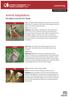 Animal Adaptations Woodland Animal Fact Sheet