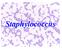 Staphylcoccus. Objective