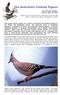 The Australian Crested Pigeon