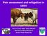 Pain assessment and mitigation in cattle. Hans Coetzee BVSc, PhD, DACVCP Veterinary Clinical Sciences Kansas State University