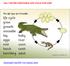 SALT WATER CROCODILE LIFE CYCLE FOR KIDS. Download Free PDF Full Version here!
