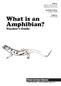 What is an. Amphibian?