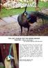THE LAST CHANCE FOR THE GREEN-NECKED PEAFOWL (Pavo muticus)? By: Wolfgang Mennig, WPA-Germany