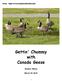 From:   Gettin' Chummy with Canada Geese. Eleanor Weiss