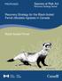 Recovery Strategy for the Black-footed Ferret (Mustela nigripes) in Canada