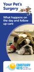 Your Pet s Surgery. What happens on the day and follow up care