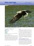 PROOF. White-tailed Eagle. FB IB SV Category A C. Haliaeetus albicilla (Linnaeus)
