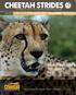 Meet Chewbaaka s Successors Pg. 6. Help us keep the cheetah where it belongs: In the wild. Chewbaaka