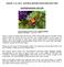 AUGUST 1-14, 2015 NATURAL HISTORY NOTES FOR EAST VIEW HUMMINGBIRD MOTHS