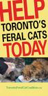 TORONTO S FERAL CATS TODAY. TorontoFeralCatCoalition.ca