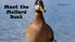 Meet the Mallard Duck. Photo courtesy of: Caleb Van Essen