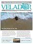 Sea Turtle Conservancy Newsletter