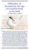 Difficulties in determining the age of Common Terns in the field