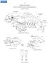 SHRIMPS AND PRAWNS TECHNICAL TERMS AND PRINCIPAL MEASUREMENTS USED TECHNICAL TERMS. longitudinal suture transverse suture