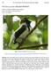 Procnias averano (Bearded Bellbird)