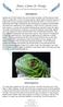 Iguana aggression. A relaxed green iguana. Defensive aggression