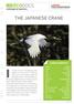 THE JAPANESE CRANE. endangered species L ARCHE PHOTOGRAPHIQUE CHARACTERISTICS
