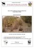 Kwando Carnivore Project. Status of African Wild dogs in Bwabwata National Park, Zambezi Region, Namibia. Report December 2015