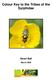 Colour Key to the Tribes of the Syrphidae