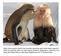 Adult mona guenon Sasha (twn pounds) grooming adult white-faced capuchin Heidi (six pounds). Both can open doors, drawers, refrigerators, cabinets or