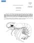 FAO SPECIES IDENTIFICATION SHEETS SOLENOCERIDAE. Solenocerid shrimps
