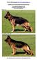 FEDERATION CYNOLOGIQUE INTERNATIONALE FCI-Standard N 166 GERMAN SHEPHERD DOG (Deutscher Schäferhund)