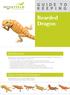 Bearded Dragon GUIDE TO. Introduction. Types of Bearded Dragon