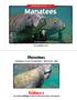 Manatees. Manatees LEVELED BOOK P.   Visit   for thousands of books and materials.