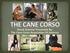 Breed Seminar Presented By: The Cane Corso Association Of America