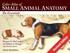 Small Animal Anatomy: