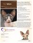 Sphynxes: What a Unique Breed!